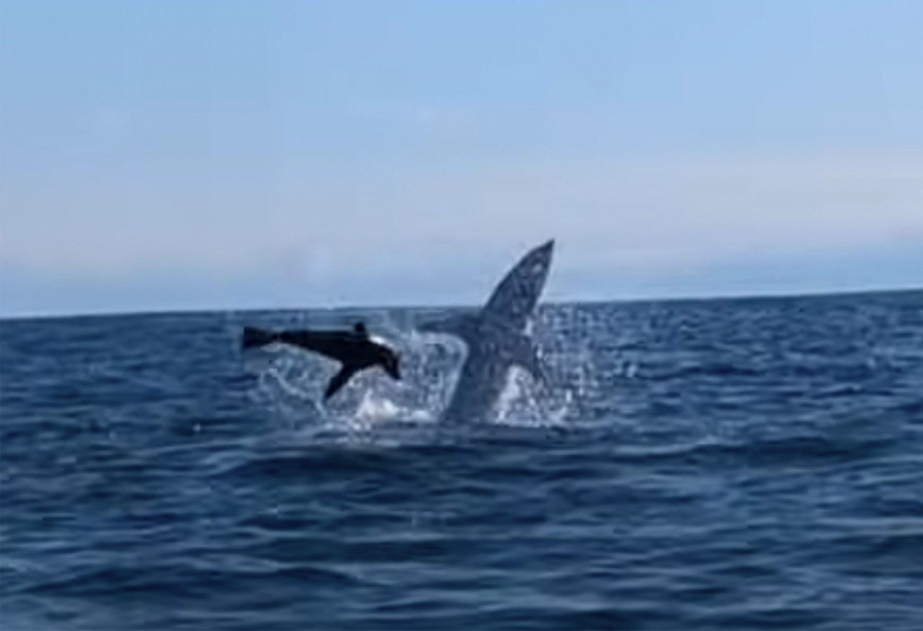 看:鲨鱼公羊Kayak渔夫而捕猎海豹在公海beplay苹果版手机免费下载